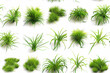 Lush green grass tufts on a clean white background