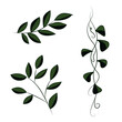 Liana and foliage on the branches are dark green. Aesthetic image of foliage. Naturalistic plant icons.