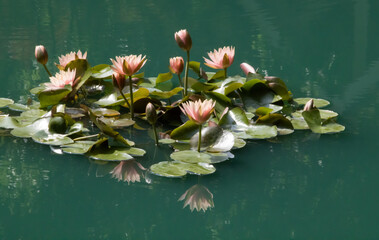 Wall Mural - Pink and White Water Lily