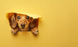 cute puppy through hole in plain yellow colour paper card wall with text space