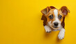 cute puppy through hole in plain yellow colour paper card wall with text space