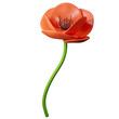 Red poppy with green stalk isolated on white background. 3d rendering     