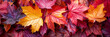 Autumn's Palette: Rich Tapestry of Maple Leaves