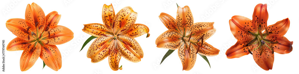 Collection of Single tiger lily flower top view cutout png isolated on ...