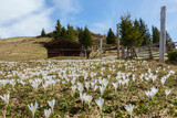 Fototapeta Las - blühender Krokus im Frühjahr mit Berghütte
