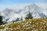 Fototapeta Las - Bergszene mit Bergblumenwiese und schneebedecktem Berg