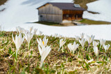 Fototapeta Las - blühender Krokus im Frühjahr mit Berghütte