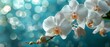 Beautiful white orchideas on blue backgrounds.