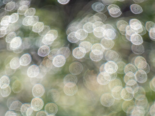 Wall Mural - Green and grey bokeh effect and purposely blurred view of sunlight. Blurry background with photographic bokeh effect in nature tones