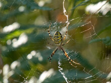 Adult, Female Wasp Spider (Argiope Bruennichi) Showing Striking Yellow And Black Markings On Its Abdomen Hanging On Spiral Orb Web Among Green Vegetation