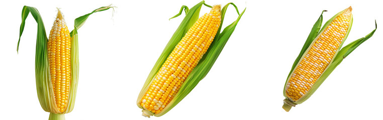 Poster - Single ear of corn