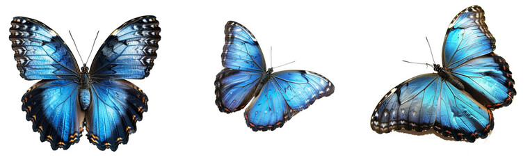 Aufkleber - blue tropical butterflies