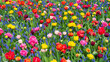 Floral background of colorful tulips. Floral hi-res screensaver. Gorgeous panorama wallpaper with a flowery meadow. Floral banner with spring tulips. Speckled contrasting flowers on a green background