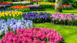Fabulous flower garden in Keukenhof, the Netherlands. Landscape design of flowerbeds with ornamental bulb flowers in spring garden. Hyacinths, tulips, daffodils in flowerbeds shaped in perfect lawn.