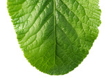 Fototapeta Łazienka - Single green leaf isolated on white background