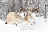 Fototapeta Sawanna - Majestic Wolves in Snowy Scandinavian Wilderness