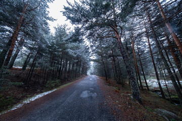 Snow-covered forest path at dusk, with tall pine trees and falling snowflakes.