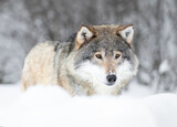 Fototapeta Sawanna - Eurasian Grey Wolf in a Snowy Scandinavian Forest