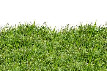 Green grass isolated on white. Fresh green grass isolated against a transparent background. ecology freshness field lawn. Natural spring summer design elements