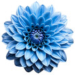 Close-up of a stunning blue dahlia flower with detailed petals isolated transparent background