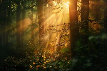 Sunlight Filtering Through Forest At Dawn