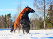 horse in snow, horses play with each other in the field in winter,
horses bite, horses dance and kiss