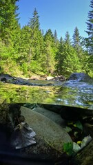 Poster - Small river in the mountains with clear water. Half underwater shot with dome. Fast water stream in the forest. Vertical slow motion shot