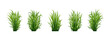Fresh realistick green grass. Fresh herb: natural, organic, bio, eco label. 