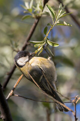 Great Tit perched on a tree branch in the morning light