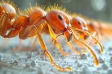 3d Rendering, Realistic Red Ants Walking On White Floor, Animal Wildlife Background Design For Banner