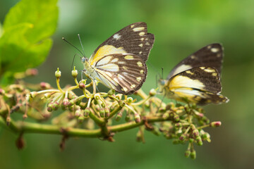 Wall Mural - African Common White Butterflies (Belenois creona)