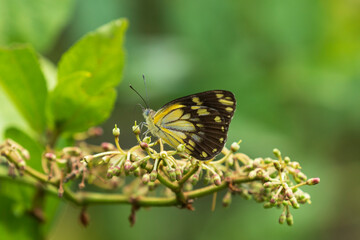 Wall Mural - African Common White Butterflies (Belenois creona)