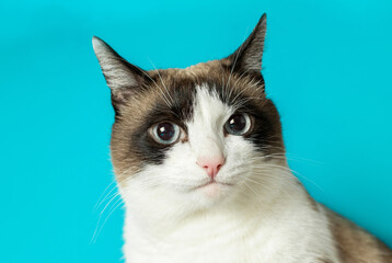 Portrait of cute funny cat in studio over blue background looking seriously at camera, closeup