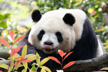 Close up Sweet Female Panda, Mei Lan aka Rou Rou