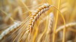 Realistic isolated ear of wheat