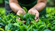 Close-up of human hands holding gently tea leaves, concept of sustainable agriculture and careful farming practices