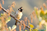 Fototapeta Zwierzęta - Meet the Himalayan Bulbul, scientifically known as Pycnonotus leucogenys, is a member of the bulbul family predominantly found in the northern regions of the Indian subcontinent.