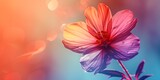 Fototapeta Motyle - A single pink flower in full bloom, a classic spring flower showcasing nature's beauty