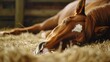 Resting brown horse with a white spot on its forehead, lying on a bed of straw in a stable