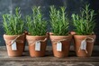 Rosemary plants in terracotta pots with blank tags on a rustic wooden background, growing your own herbs