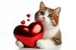 cat with big red Heart on solid white background