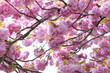 Blüten der japanischen Kirsche - Sakura - Blüten in rosa pastell im Park - Insekten und der Frühling