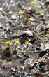 first spring seasonal yellow coltsfoot flowers on spring meadow, abstract natural background. early spring season. Coltsfoot flowers (Tussilago farfara). selective focus