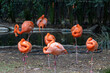 Familia de flamencos en zoo de Chapultepec