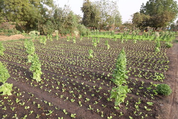 rows of vines in vineyard in Ouagadougou Burkina Faso Ouest africa