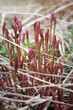 spring young red shoots plants in garden, abstract natural background. early spring season.