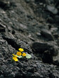 spring yellow flowers close up in crack of asphalt abstract background. earth day, ecology concept. industrial damage for nature. symbol of strength, vitality, struggle for life, growth