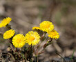 Coltsfoot flowers (Tussilago farfara) close up, abstract natural background. early spring season. first spring seasonal yellow coltsfoot flowers
