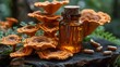 Ganoderma Lucidum Herbal Supplement or Extract in Glass Bottle on Wooden Background with Mushroom Cap Accents