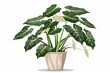 Modern tropical Alocasia houseplant in stylish pot isolated on white, indoor gardening illustration